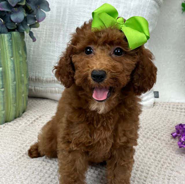 Peaches' Green  - Toy Poodle Female