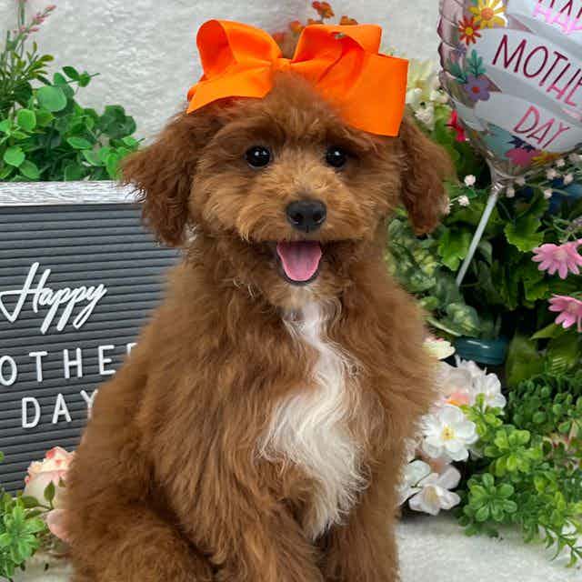 Jules' Orange G - Toy Poodle Female