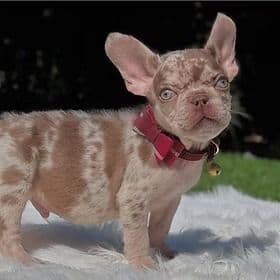 Snicker - French Bulldog Male