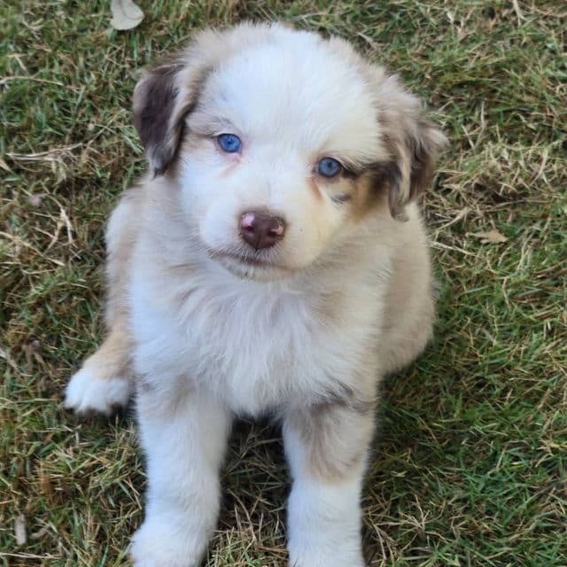 Leigh - Australian Shepherd Female