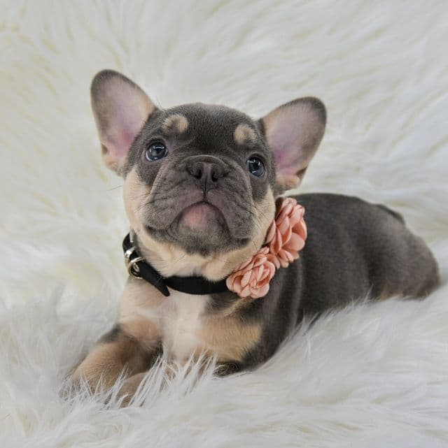 Blue tan girls  - French Bulldog Female