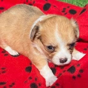 Sissy - Chi Chi Female