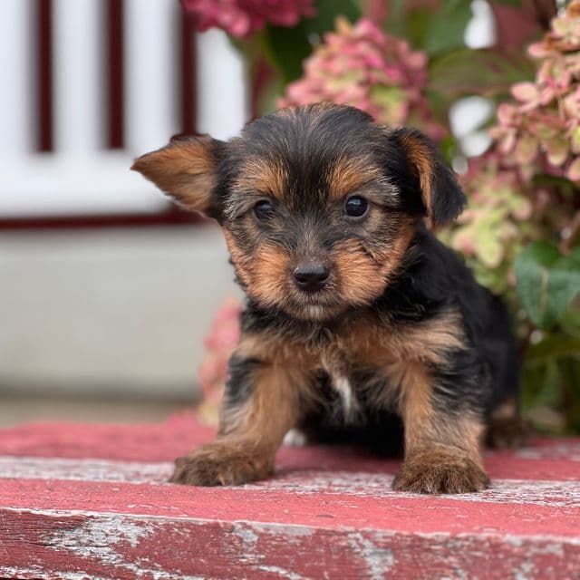Star - Yorkshire Terrier Female
