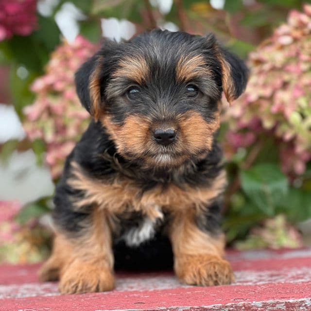 Spike - Yorkshire Terrier Male