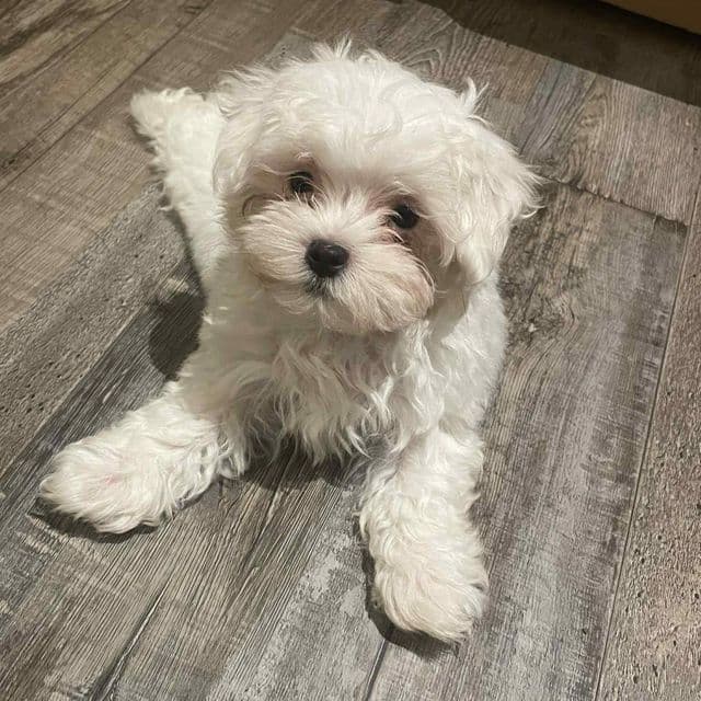 Timmy - Maltese Male