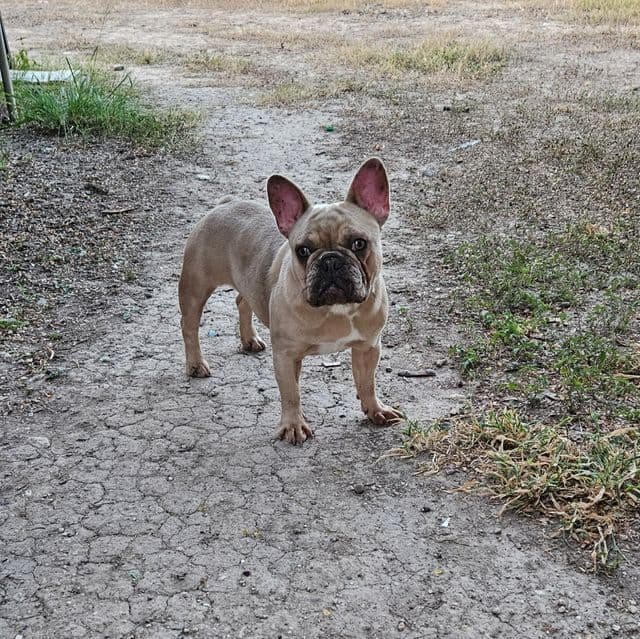 Wanda - French Bulldog Female