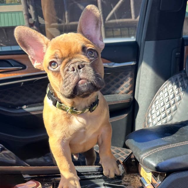 Walford Gunner Jr.  - French Bulldog Male