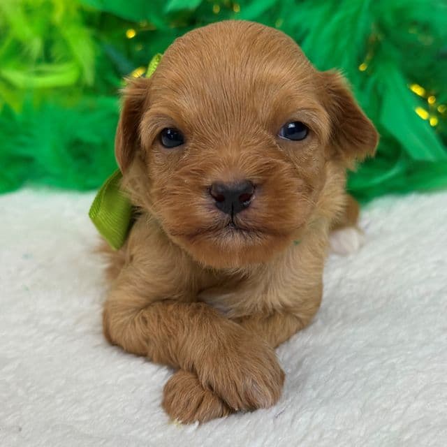 Rae Rae Green Boy - Cavapoo Male
