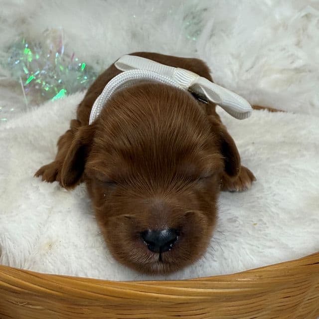 Jessie's White Boy - Cavapoo Male