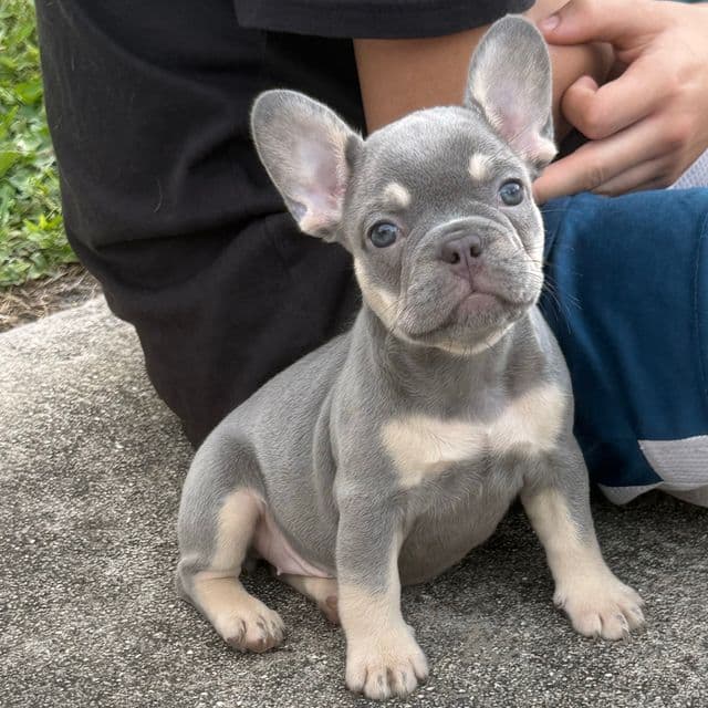 Apple - French Bulldog Female