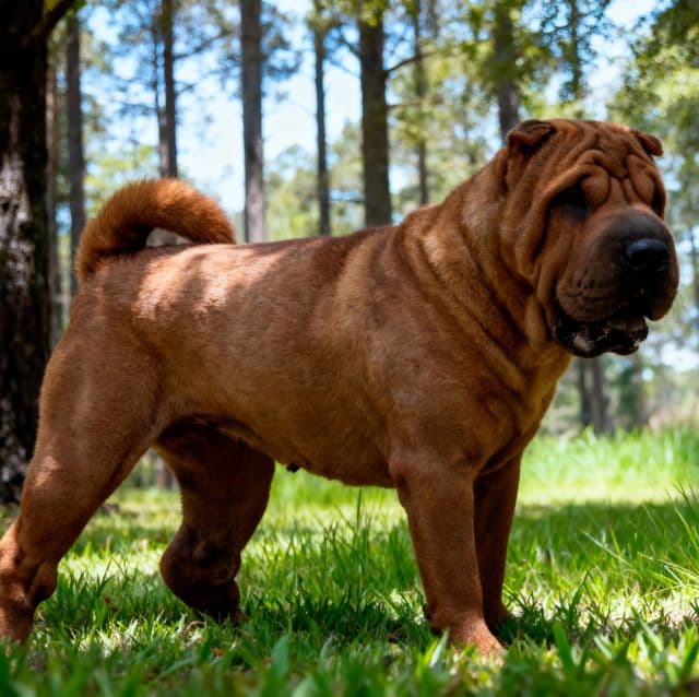 Paula - Chinese Shar-Pei Female