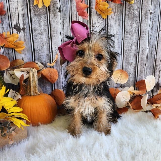 Sadie - Yorkshire Terrier Female