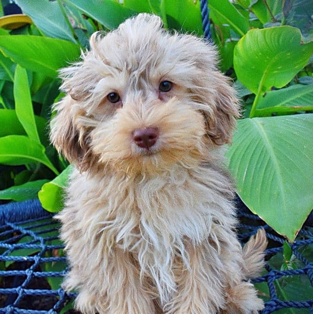 Yoda - Havapoo Male