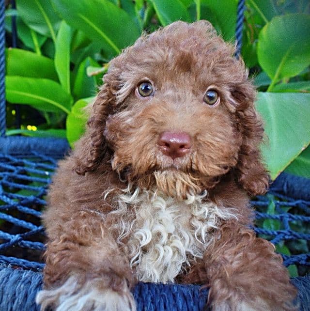 Yogi - Havapoo Male