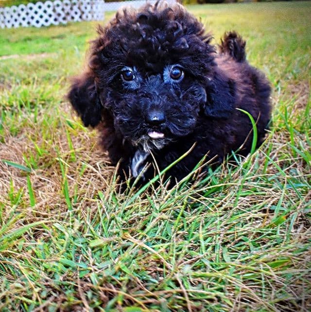 Bella - Havapoo Female