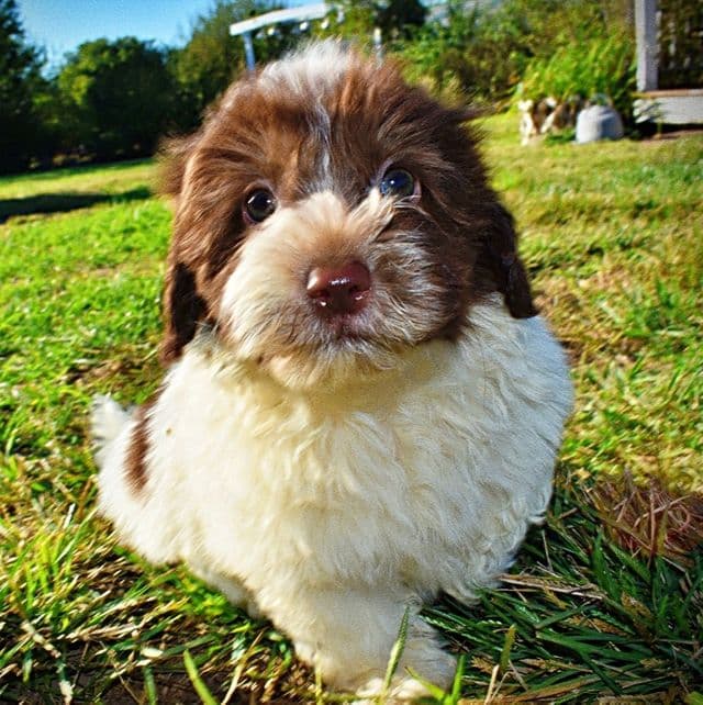 Chester - Havapoo Male