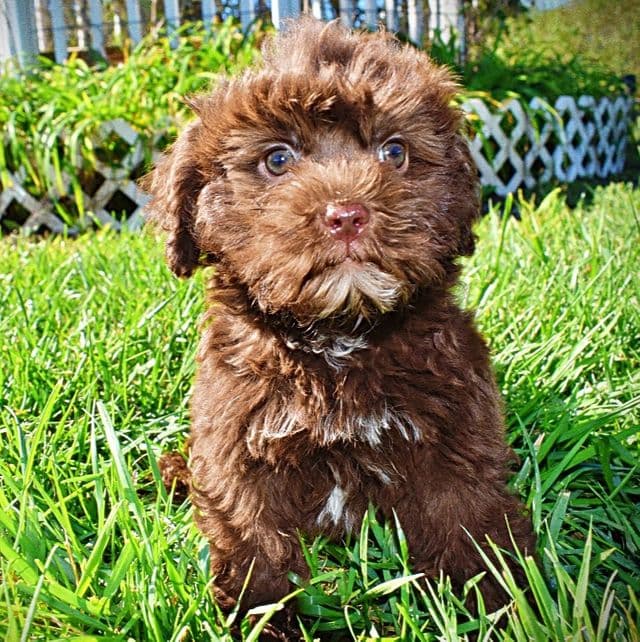EWOK - Havapoo Male