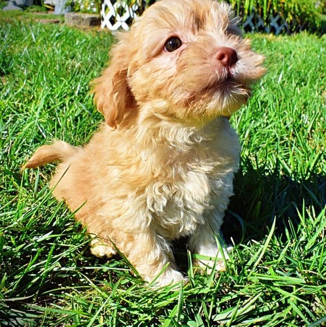 FIDGET - Havapoo Male