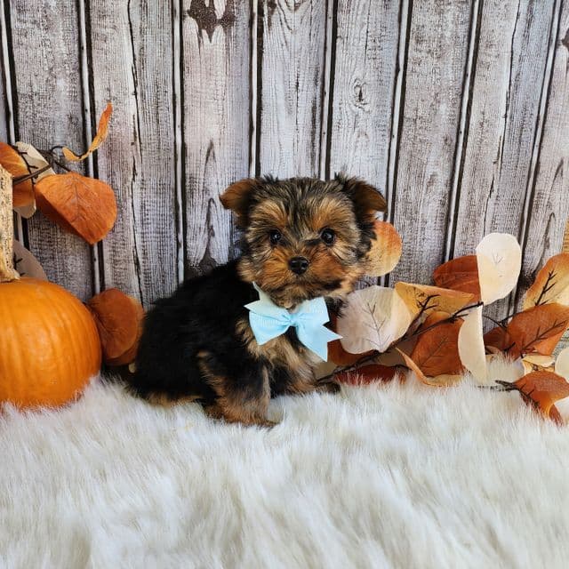 Rylan - Yorkshire Terrier Male