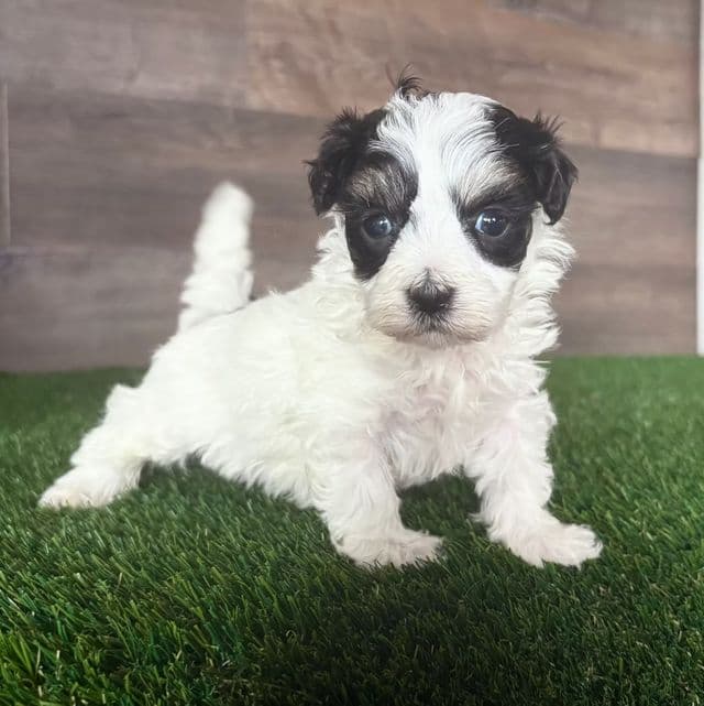 Mia - Maltipoo Female