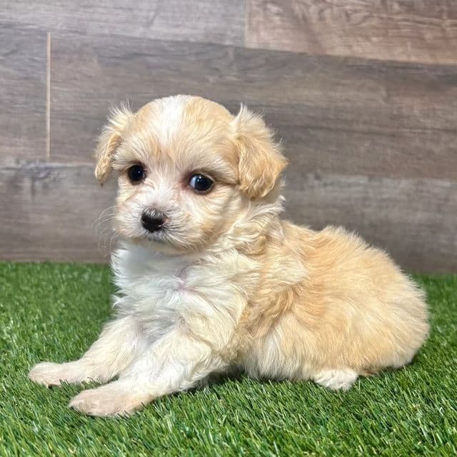Molly - Maltipoo Female
