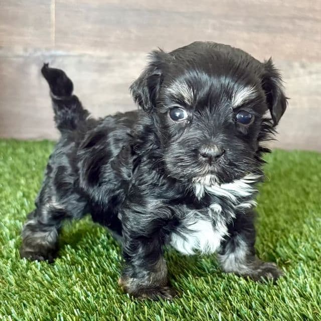 Milly - Maltipoo Female