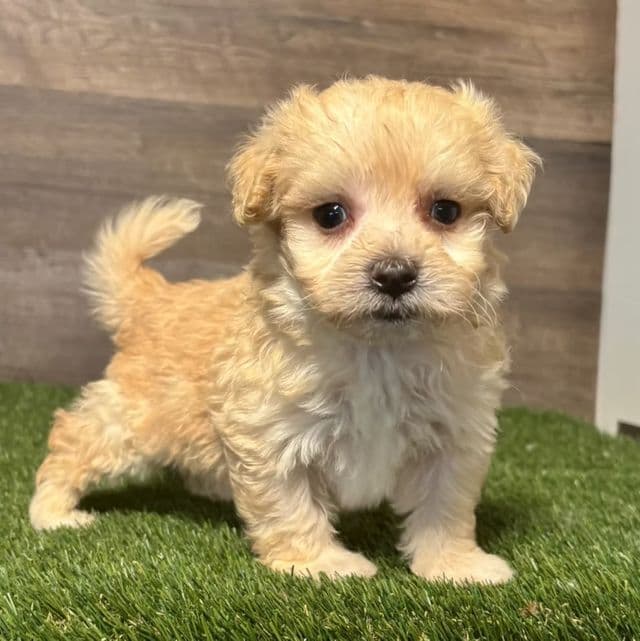 Maurice - Maltipoo Male