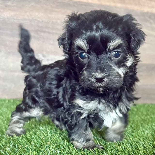 May - Maltipoo Female