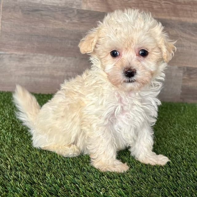 Melvin - Maltipoo Male