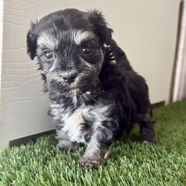 Marley - Maltipoo Female