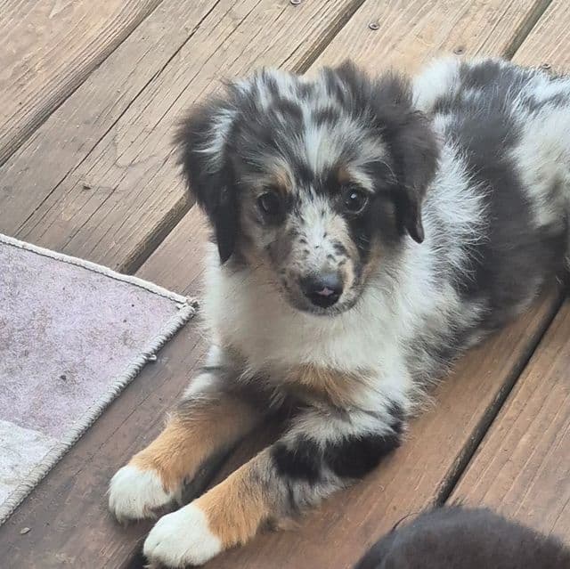 Connecticut - Australian Shepherd Male