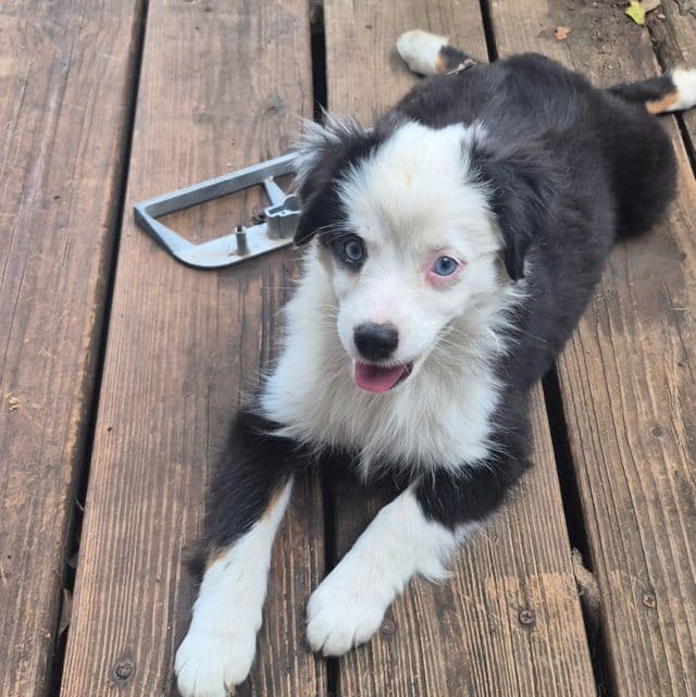 Vermont. (Toy) - Australian Shepherd Female