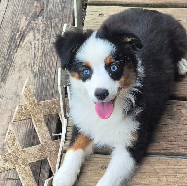 Maine. (Toy) - Australian Shepherd Female