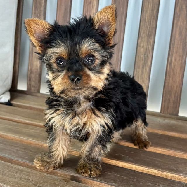 Rhett - Yorkshire Terrier Male