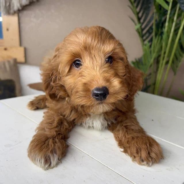 Edgar - Goldendoodle Male