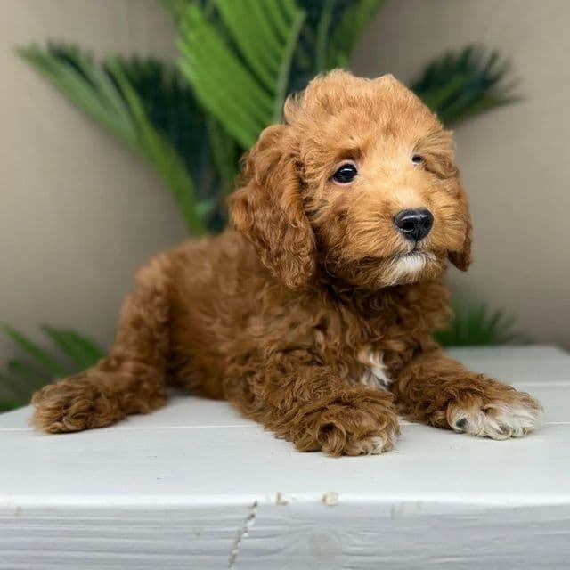 Benjamin - Goldendoodle Male