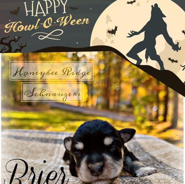 Brier - Miniature Schnauzer Female