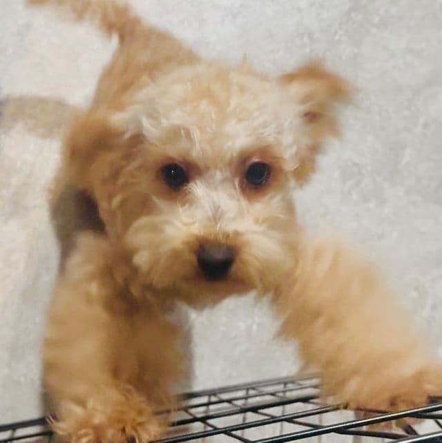 Rome - Toy Poodle Male