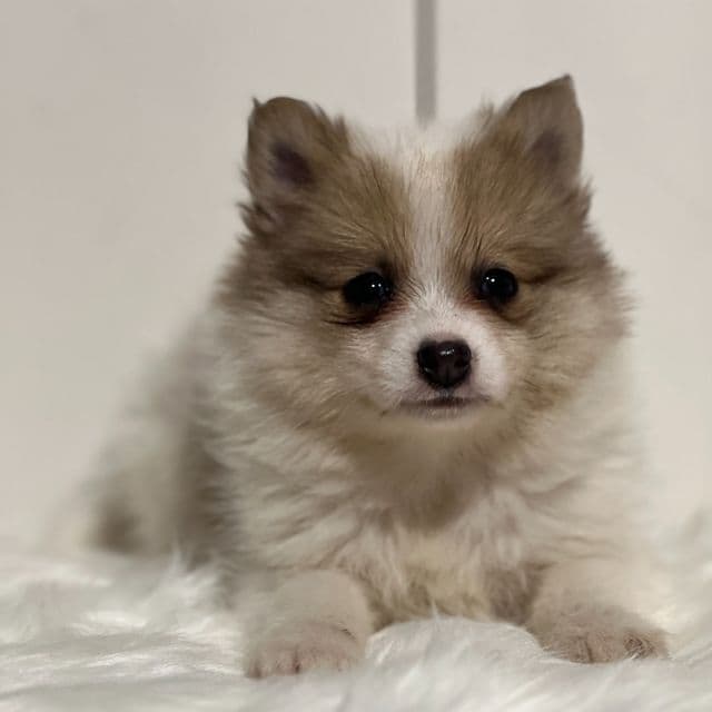 Prince - Pomeranian Male