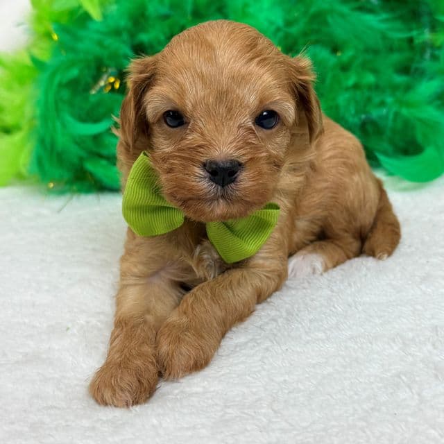 Rae Rae Green Boy - Cavapoo Male