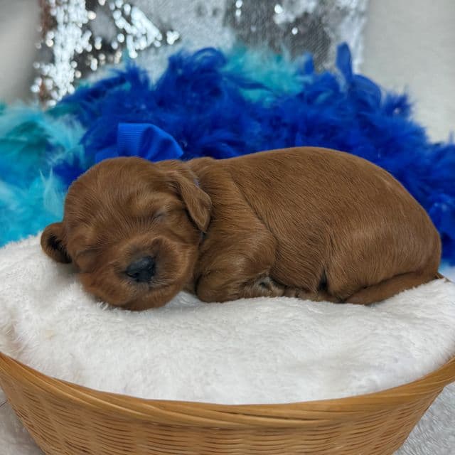 Jessie's Blue Boy - Cavapoo Male