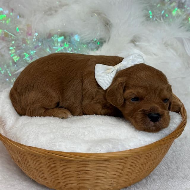 Jessie's White Boy - Cavapoo Male