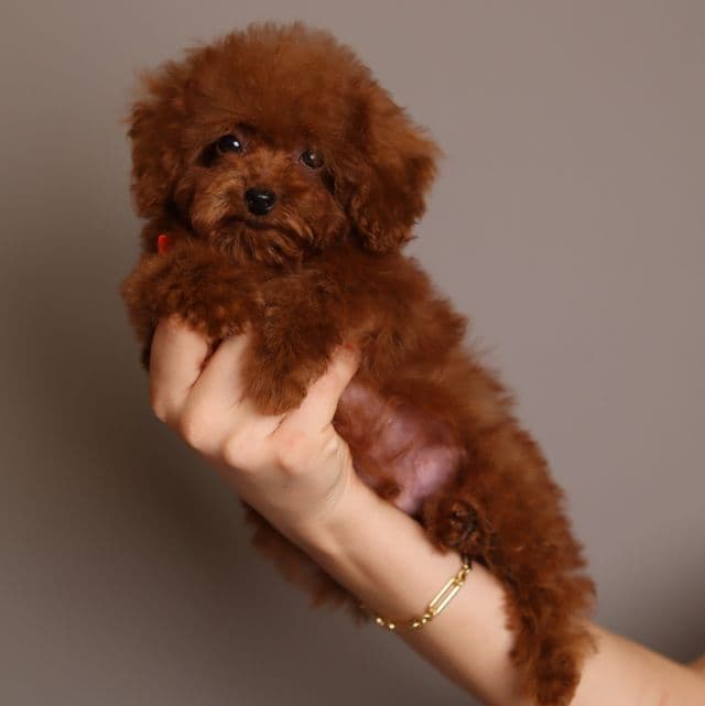 ROMEO DEEP CHERRY RED TEACUP TOY POODLE - Toy Poodle Male