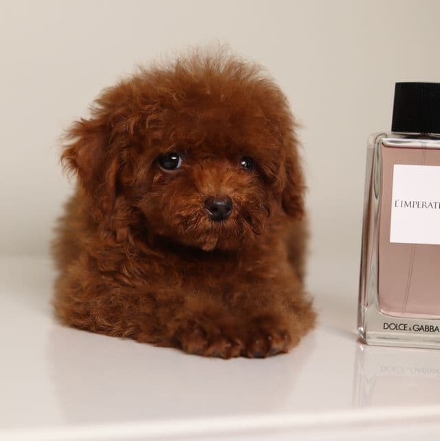 Giselle Cherry red Toy - Toy Poodle Female