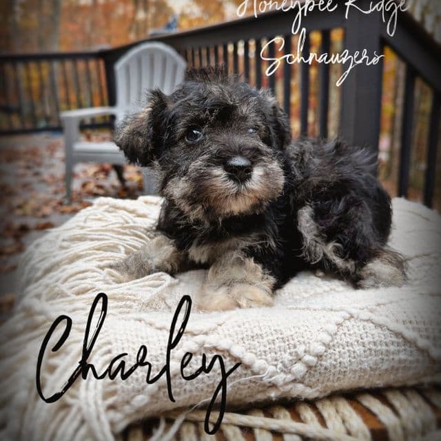 Charley - Miniature Schnauzer Female