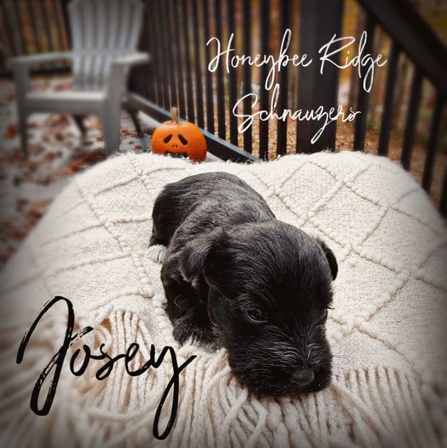 Josey - Miniature Schnauzer Female