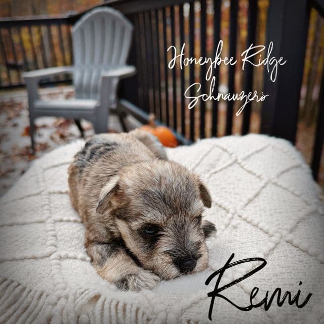 Remi Akc - Miniature Schnauzer Female