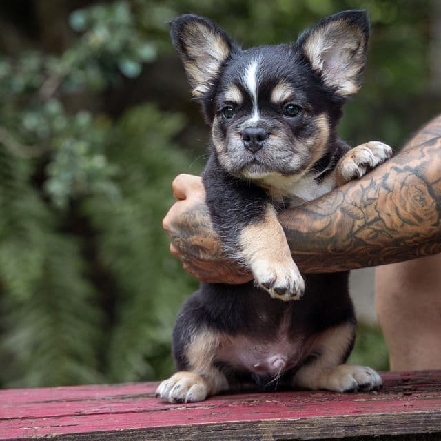 King - French Bulldog Male