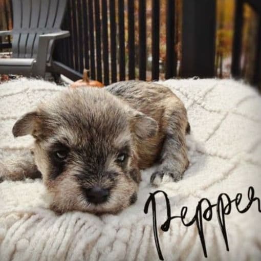 Pepper - Miniature Schnauzer Female