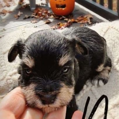 Noa - Miniature Schnauzer Male